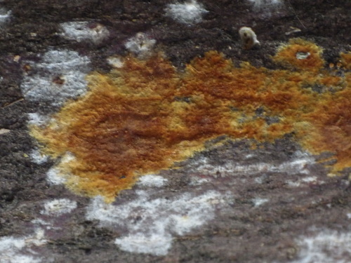 e0352220_20570179.jpg