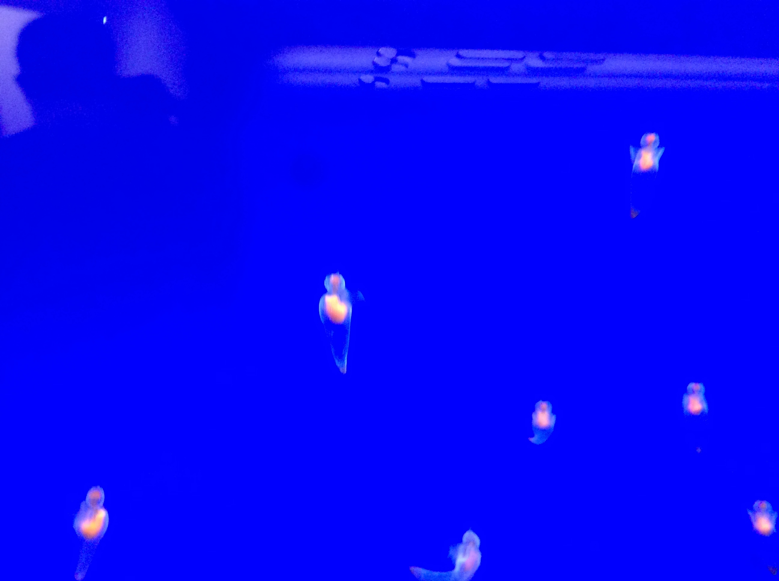 f0268294_15033087.jpeg