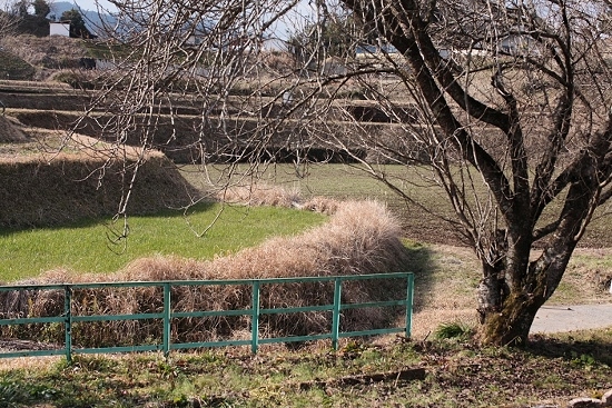 e0209997_2024093.jpg