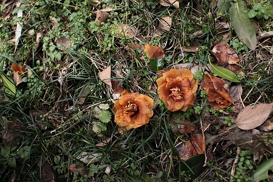 e0209997_203370.jpg