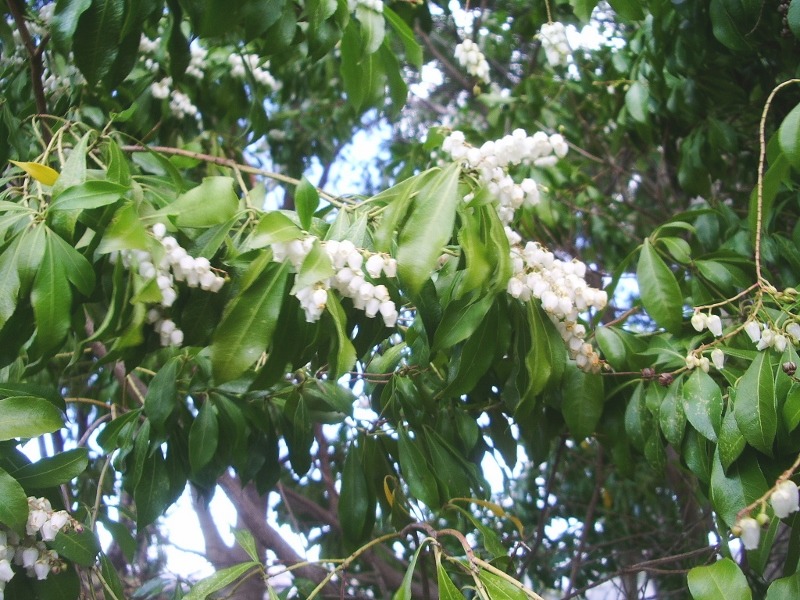e0025300_2052635.jpg