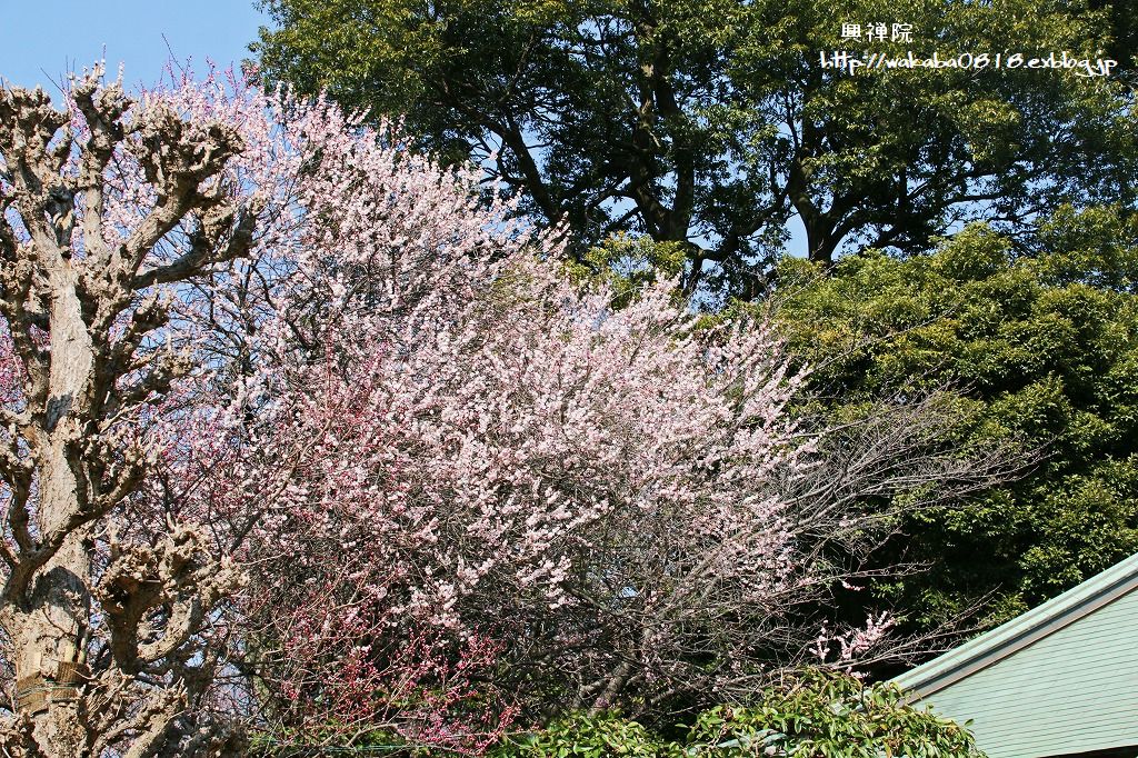 e0052135_18264294.jpg