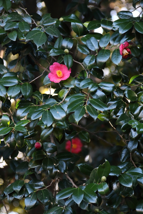 d0152261_2157338.jpg