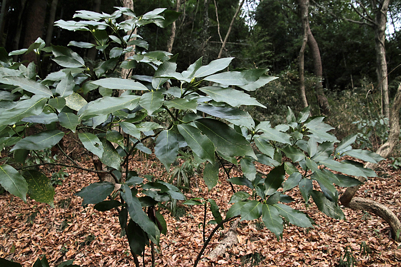 d0054625_16143387.jpg