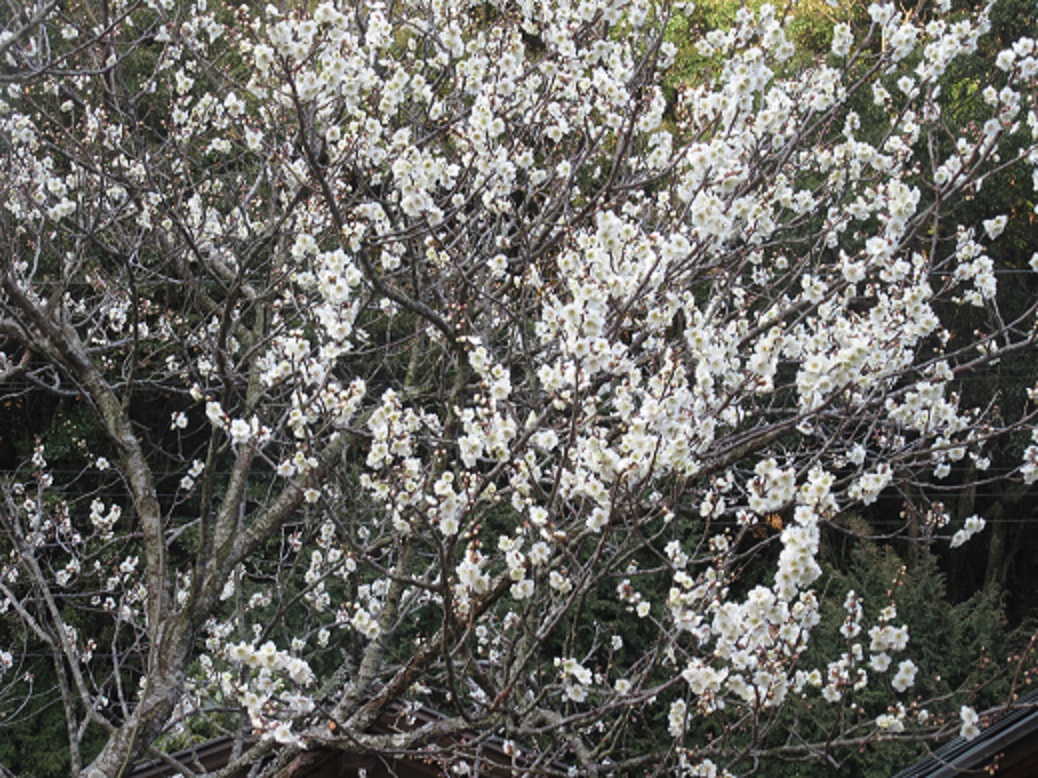 f0113862_17324420.jpg