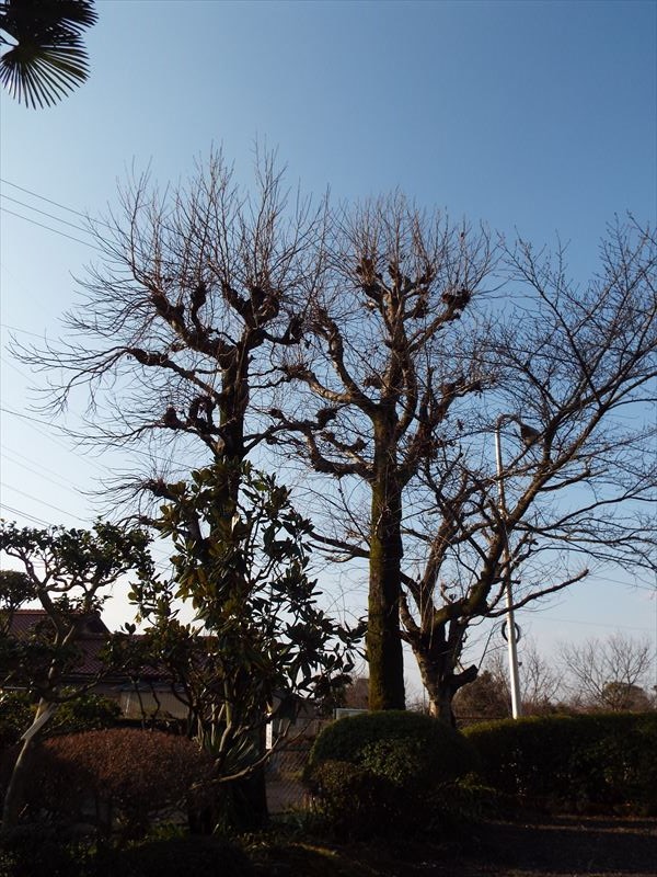 c0108198_1865773.jpg