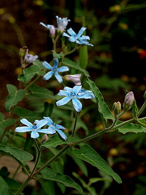 a0019212_1321562.jpg
