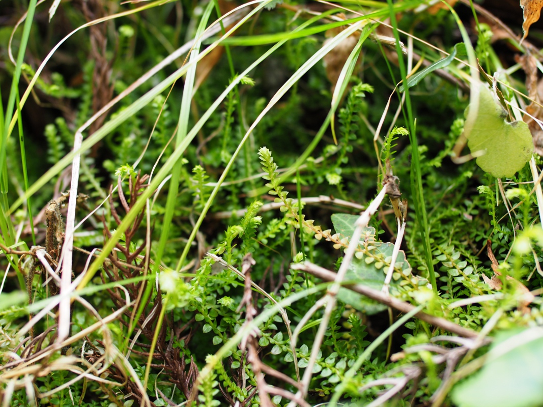 d0350219_140924.jpg