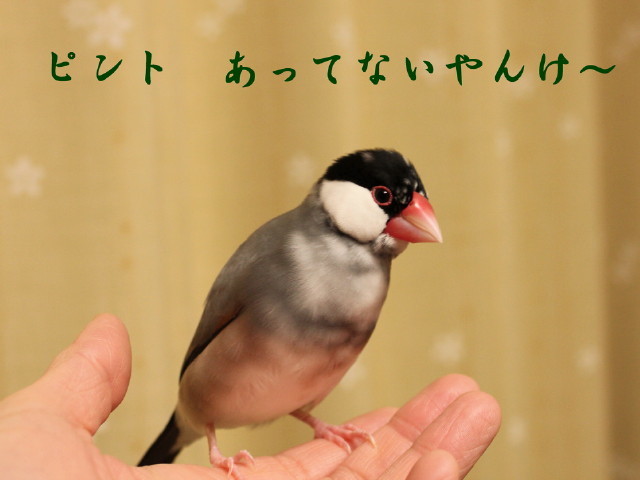 c0365734_20181681.jpg