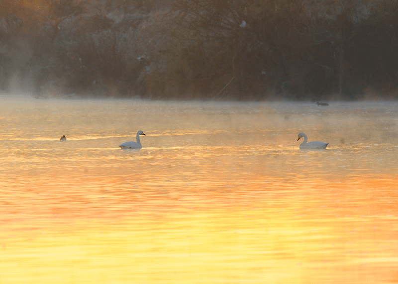 d0290240_13241556.gif