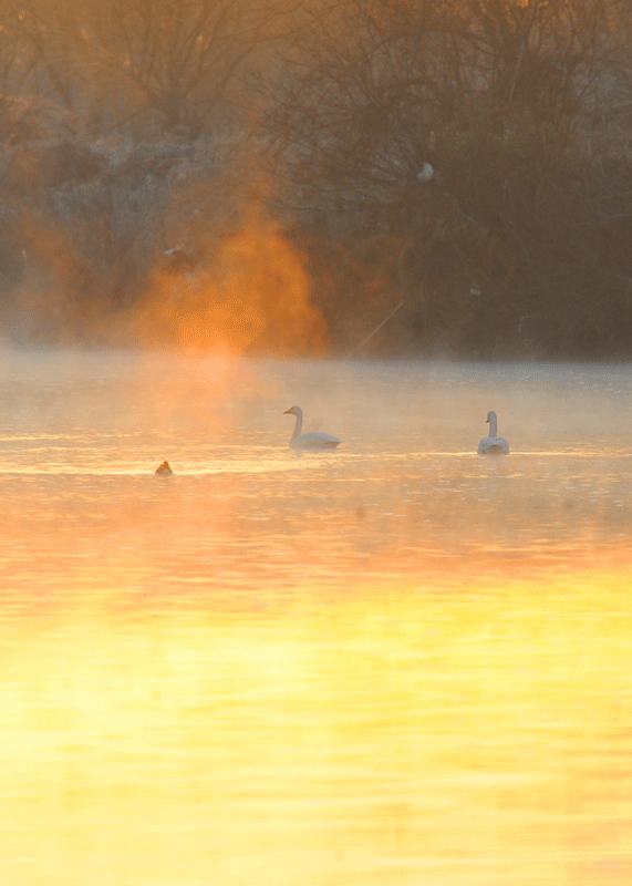 d0290240_13244438.gif