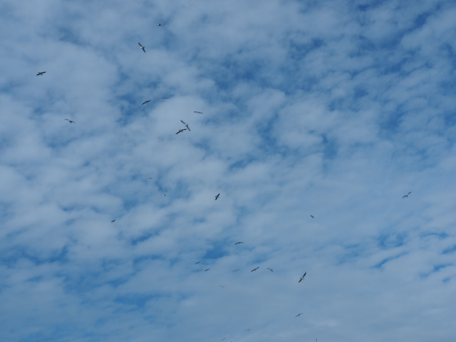 a0248152_18514515.jpg