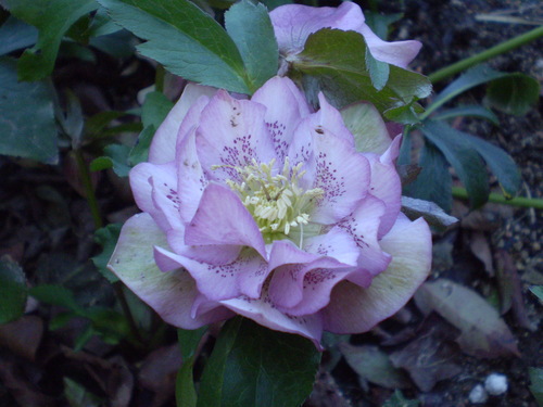 a0135990_2202567.jpg