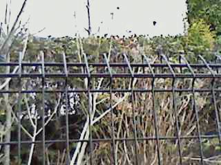 e0150843_10293618.jpg