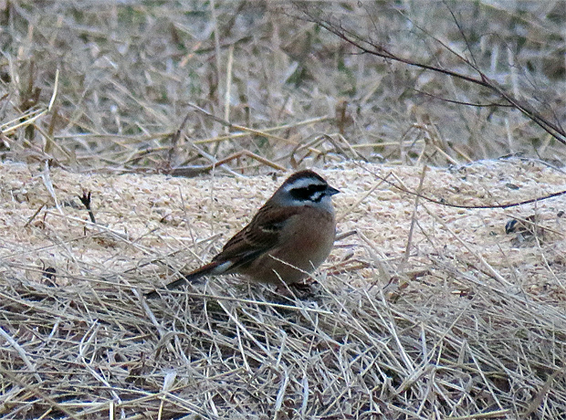 f0214649_1491943.jpg