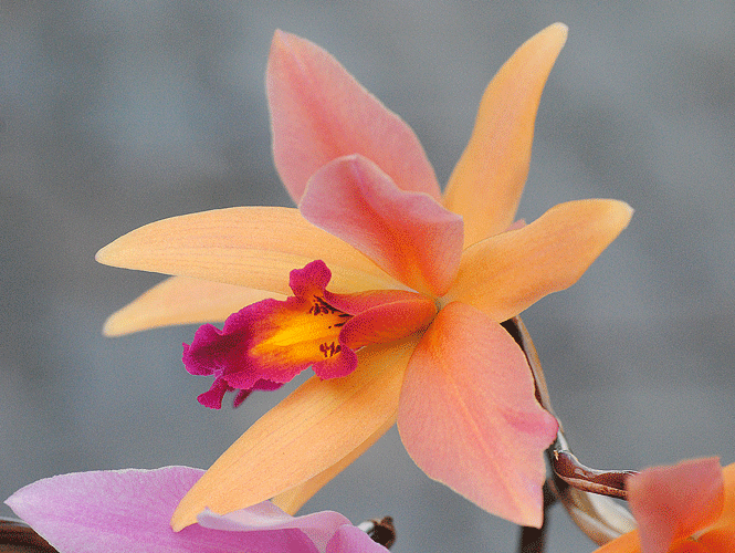 a0001354_2314250.gif