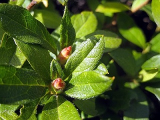 d0090001_21184585.jpg