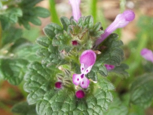 e0145782_115223100.jpg