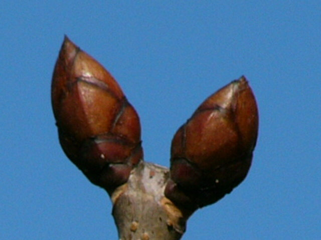 e0145782_127964.jpg