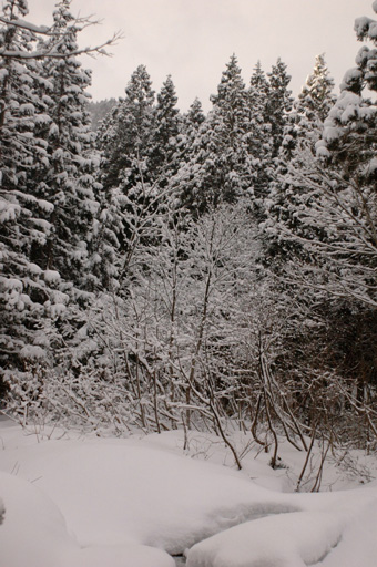a0061599_748895.jpg