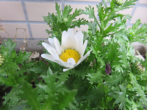 d0046702_10313196.jpg