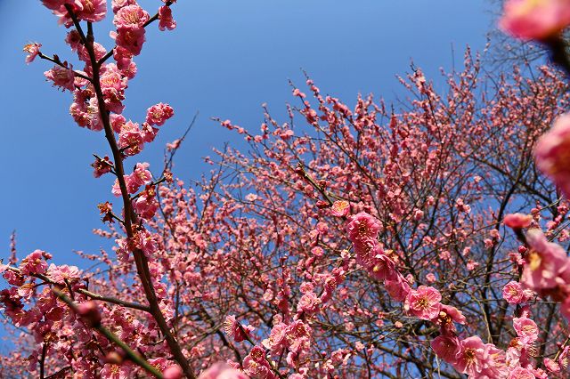 a0242438_2023103.jpg