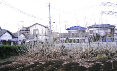 c0112172_238208.jpg