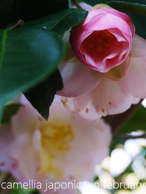 a0147281_15153328.jpg