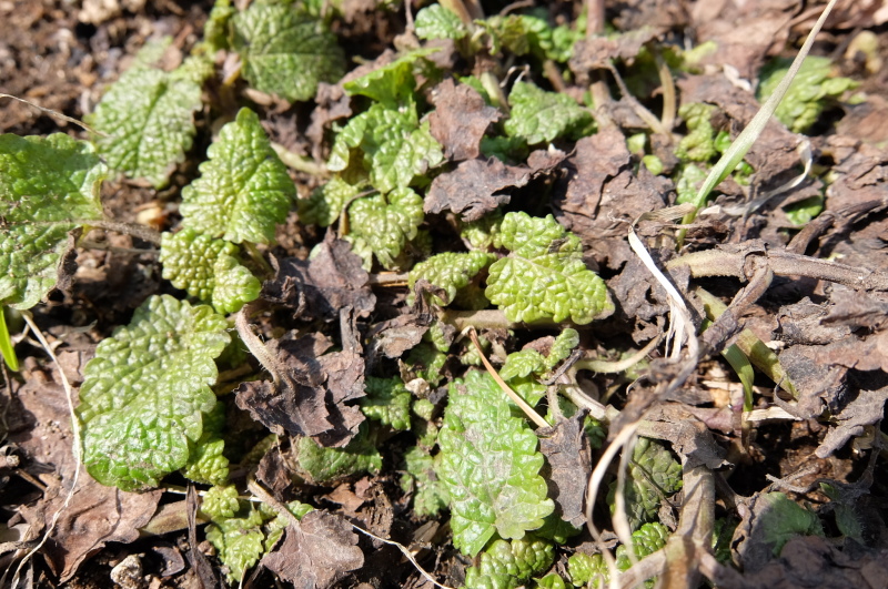 b0352342_13491570.jpg