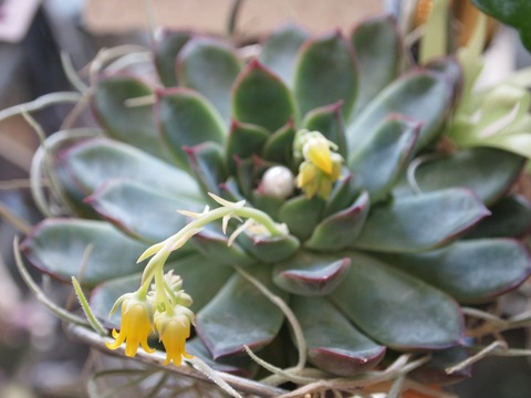 c0059063_830488.jpg