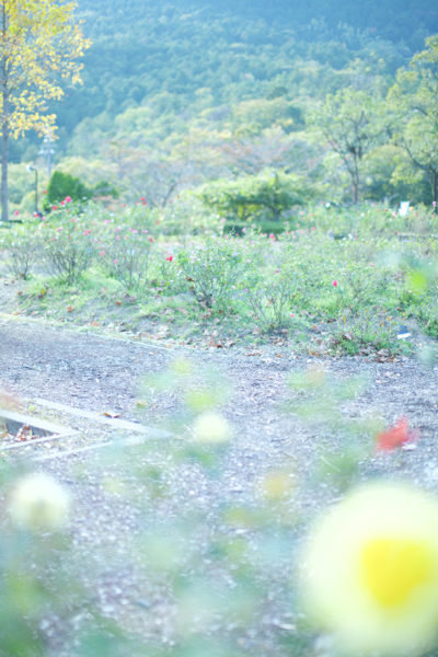 c0163369_2362486.jpg