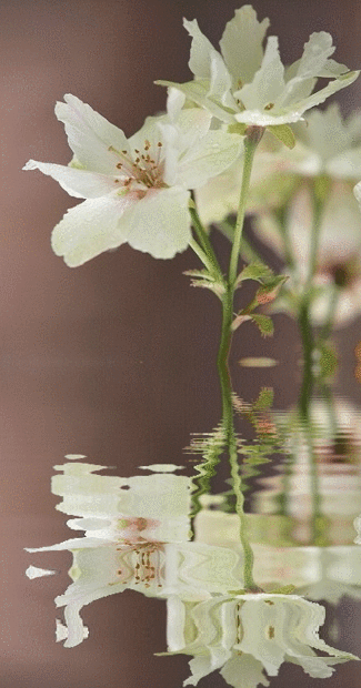 a0193457_20213736.gif