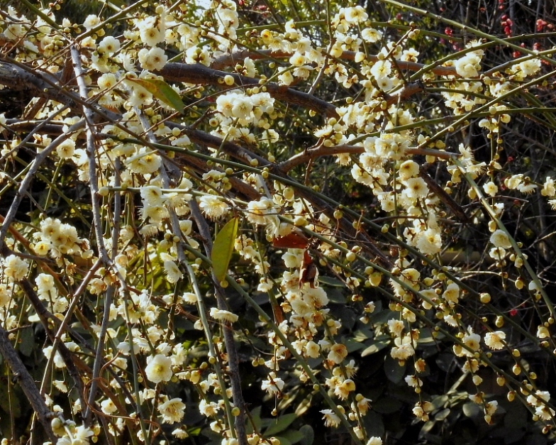 c0305565_17500567.jpg