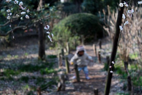 光が丘公園　早咲きの桜＾＾v - ～おざなりholiday's＾＾v～ ＜フィルムカメラの写真のブログ＞