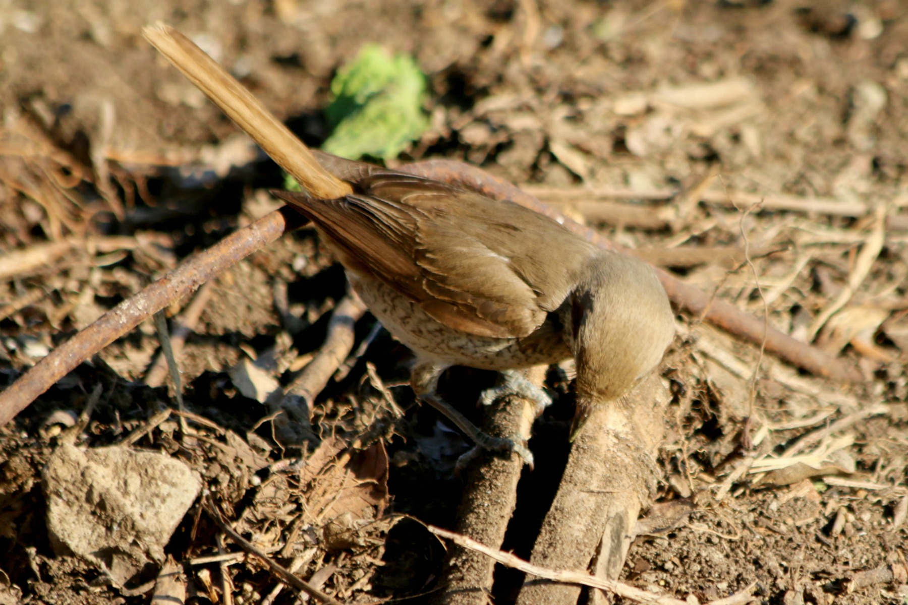 a0127090_10203350.jpg