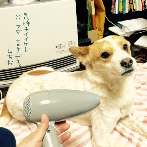 c0354723_15584375.jpg