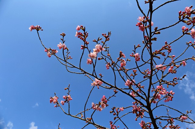 a0242438_20193773.jpg