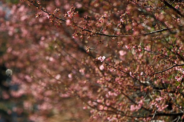 a0242438_20211348.jpg