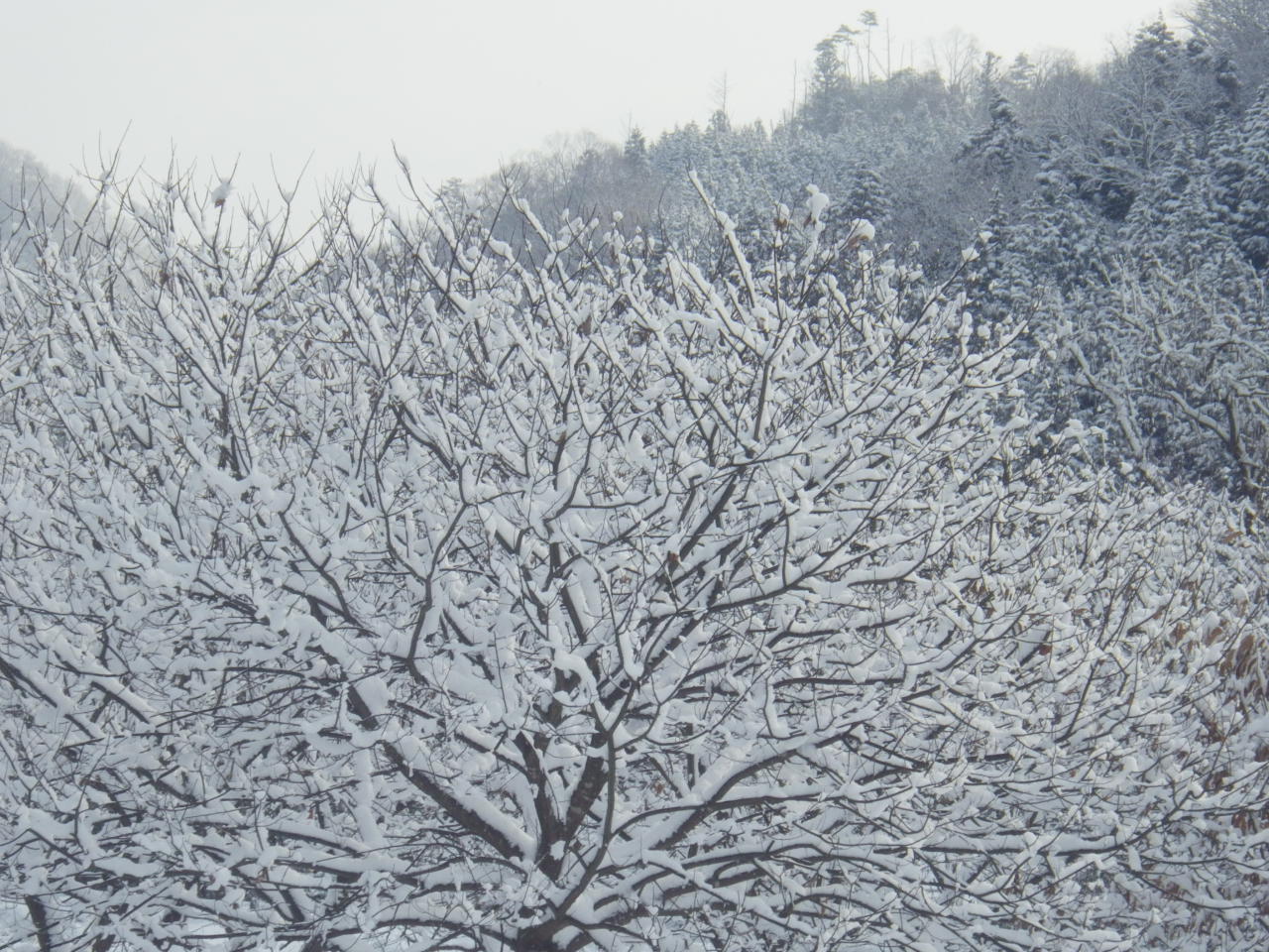 c0300035_8454010.jpg