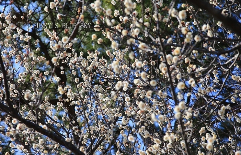 c0145250_10360591.jpg