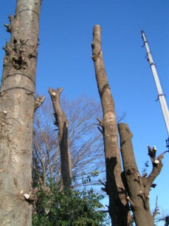 c0112172_1733593.jpg