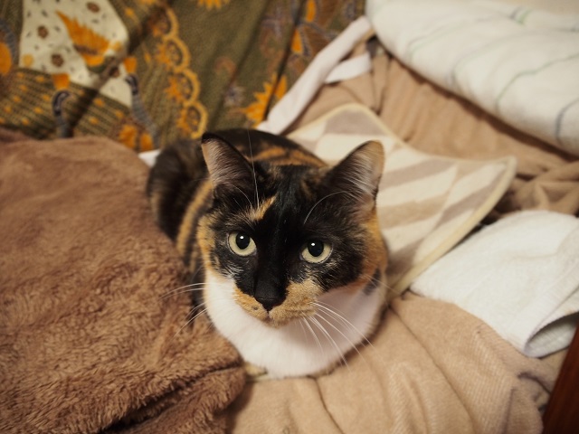 d0038975_13245017.jpg