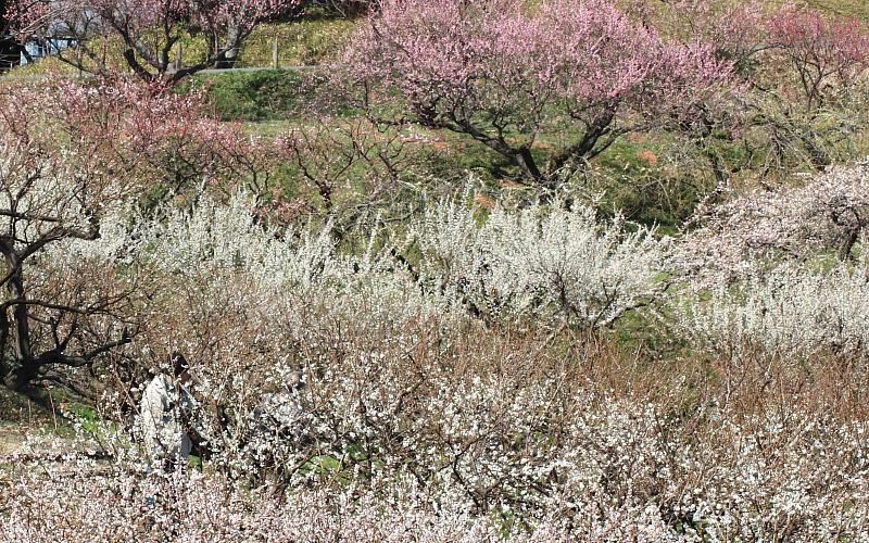 c0357781_15165299.jpg