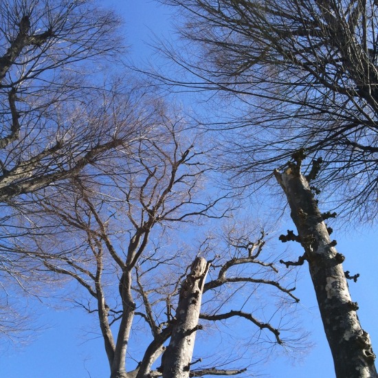 c0114110_926377.jpg