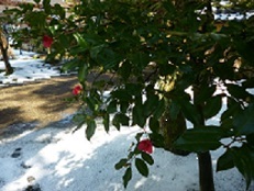 e0135219_14335013.jpg