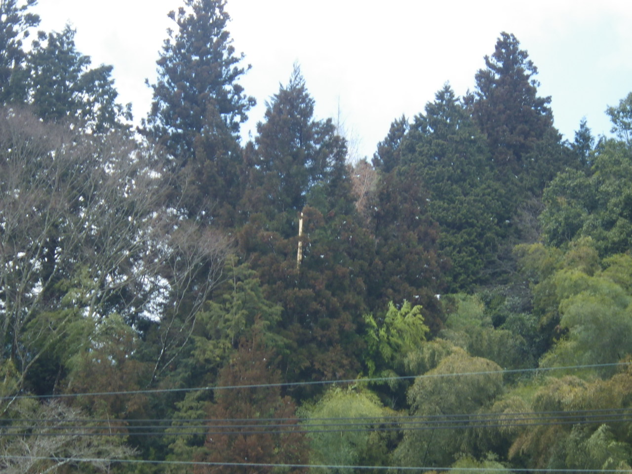 c0300035_1213759.jpg