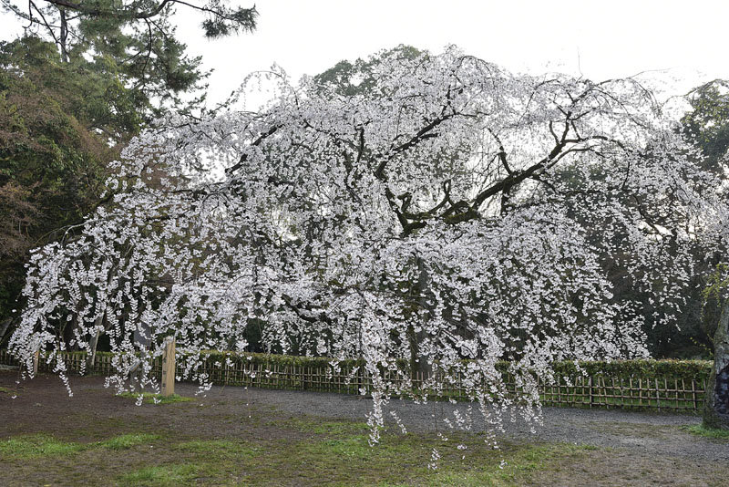 b0042837_17391549.jpg