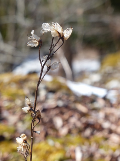 f0357487_2133438.jpg