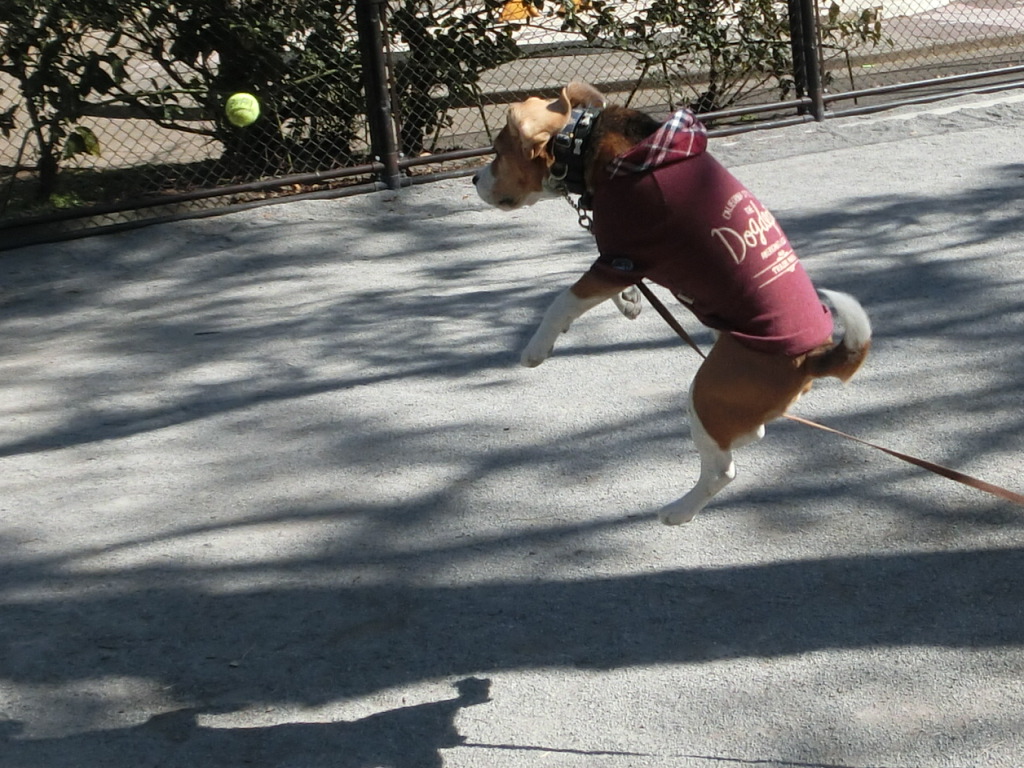 a0319693_858517.jpg