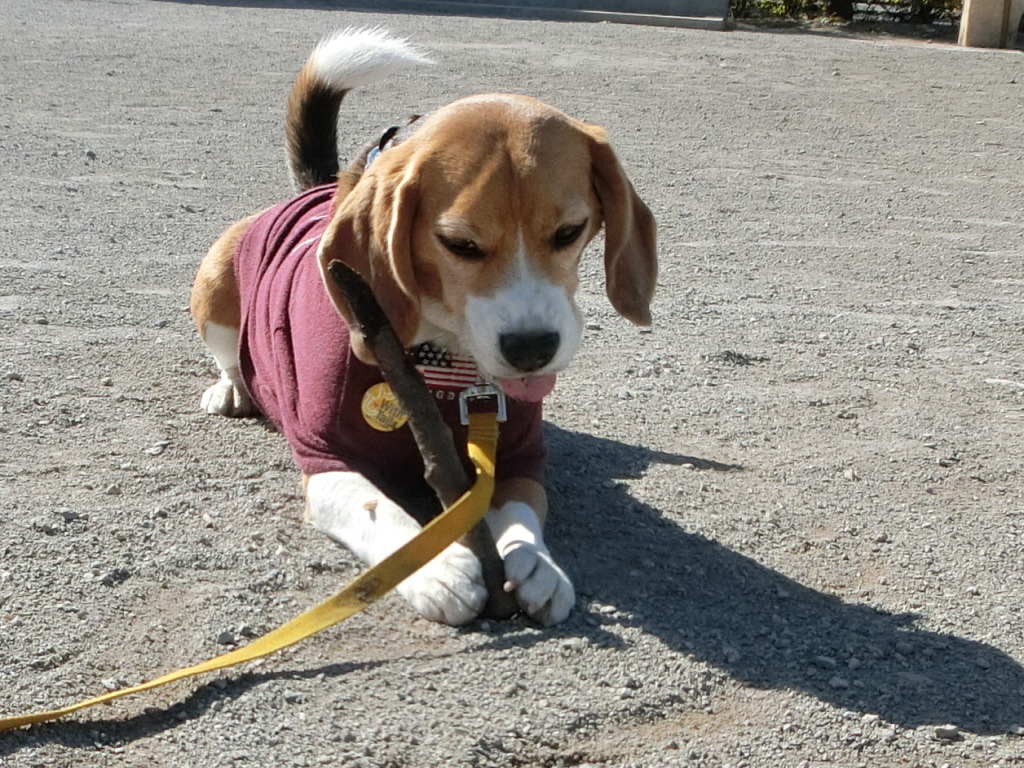 a0319693_994567.jpg